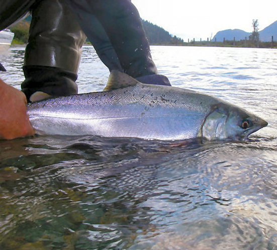 On The Water Salmon Harrison River <P>