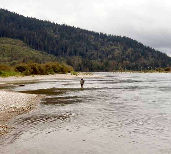 <p>The Harrison River is one of the main tributaries of the Fraser River. Although it is not a long river, exiting Harrison Lake and flowing into the Fraser at the historic town of Harrison Mills, it does have a large water flow and an estuarial look to it. Since the Harrison has a large lake at its headwater no amount of rain will muddy up the water, even though it will rise and fall often in a season. This makes it a sure bet when many of the other local rivers are flowing high and turbid.</p>    <P>
<p>The waters of the Harrison are hallowed as being some of the best fly waters of the Fraser Valley. Its low gradient, clarity and estuarial feel make it ideal for the fur and feather tosser. Also, the inaccessibility and need for a jet boat give a fairly remote feel even though it is within an hour of Vancouver.</p>    <P>
<p>The Harrison is the single largest salmon-producing tributary of the Fraser River system. All five species of salmon enter the Harrison to spawn and die and/or move up river to their natal streams to propagate and fulfill their life cycle. This often means that in-season, multiple species days can be had.</p>    <P>
<p>Sockeye are the first to move into the system in August. They continue to enter until the end of September. The best fly fishing for them is usually the middle of September as the fish enter the upper portion of the river.</p>    <P>
<p>Pinks can found entering the system in huge numbers - in the millions - on odd years… 2003, 2005, 2007… towards the end of August, peaking towards the end of September. These are some of the most aggressive salmon you will ever find. Although not huge (3 to 7 lb average), they make up for their smaller size in their sheer willingness to attack a fly and stunning numbers.</p>    <P>
<p>Chum are next entering towards the end of September and peaking around the third week of October. These brutes are some of the largest in the world often topping 20 pounds with a good average of 13 pounds. They respond very well to the fly and proliferate the river in the hundreds of thousands. Large number days and exceptionally large fish are the norm when targeting this species.</p>    <P>
<p>Sometime in the beginning of October the long awaited return of Coho begins to filter into the system. These fish represent the pinnacle of success for the Harrison River fly fisher. The spookiest and toughest to catch, the Coho is the "trophy" fish of the river. When "in the mood" Coho can become reckless takers, often chasing flies for some distance or making surface attacks in plain view.</p>    <P>
<p>Chinook enter the river year round although the most fishable time is usually October and early November. These are the biggest of the big often-exceeding 30 pounds with a 17+ pound average. Timing is everything with Chinook as most of these brutes use the Harrison as traveling grounds and a "run" of fish can easily push through in a few days.</p>    <P>
<p>Spring marks the time that new life begins for the salmon's offspring; this is usually sometime in March and peaking towards the end of April. With this newfound birth comes a bonanza of food in the form off salmon minnows. Thousands of gorgeous sea-run cutthroat trout come in from the Pacific to lunch on these hapless victims. Averaging around 14 inches these trout are known for their aggressive takes and great fun on light tackle. Most fishing is sight casting to boiling fish and surface film orientated.</p> <P>