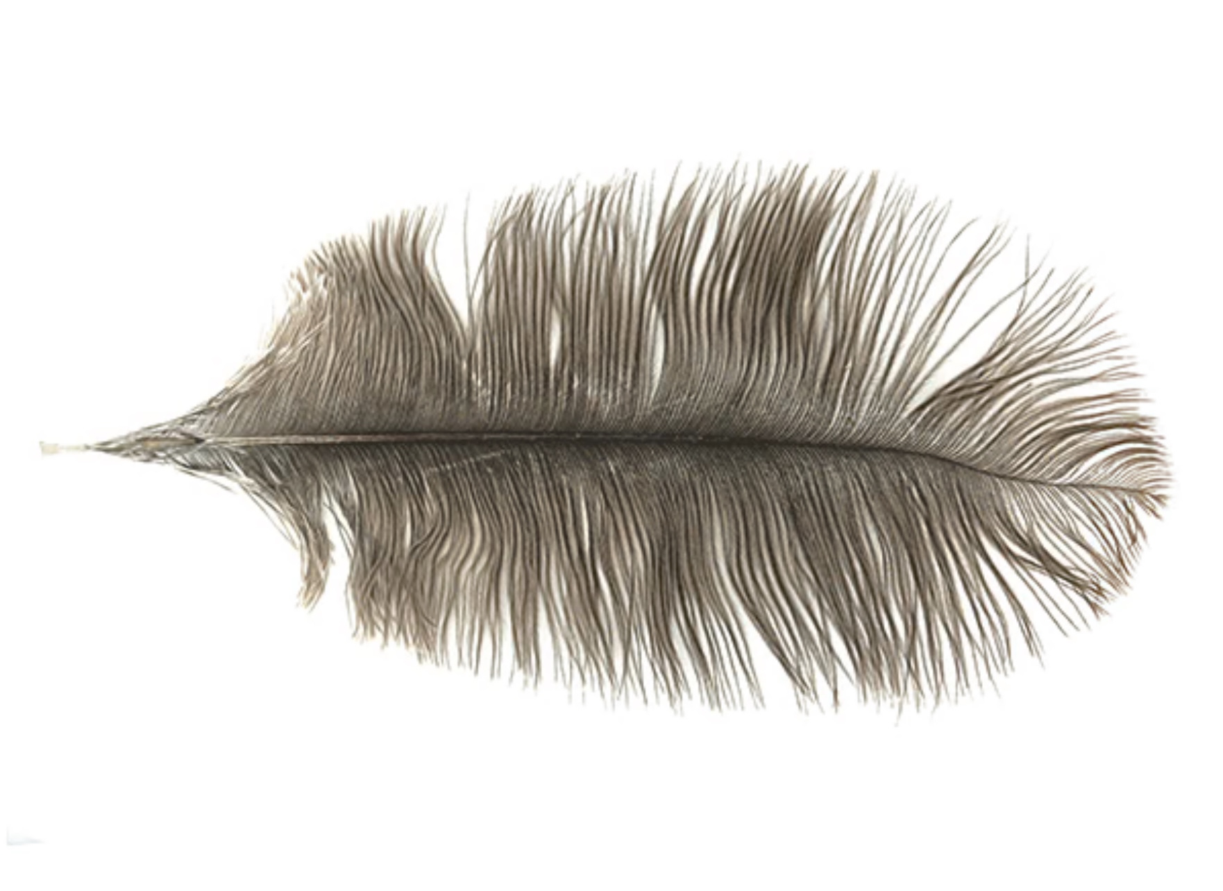 MFC Ostrich Plumes - Natural Grey