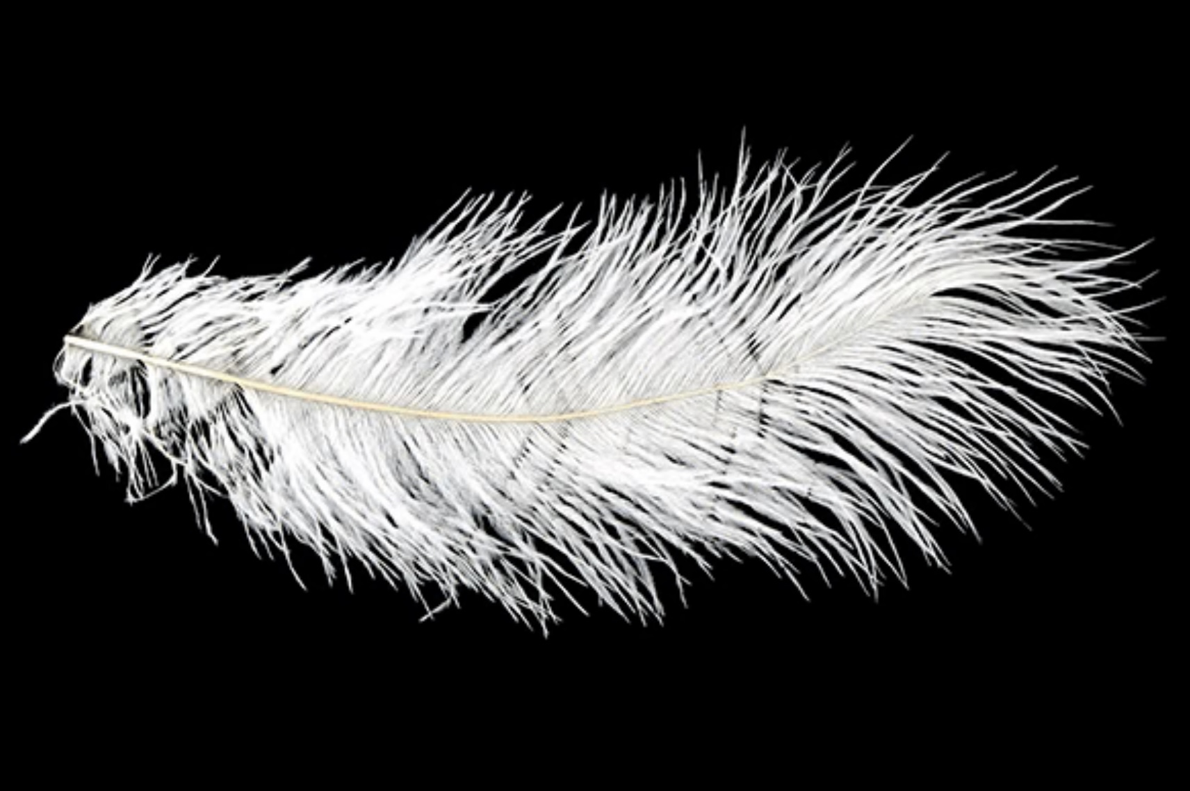 MFC Ostrich Plumes - White