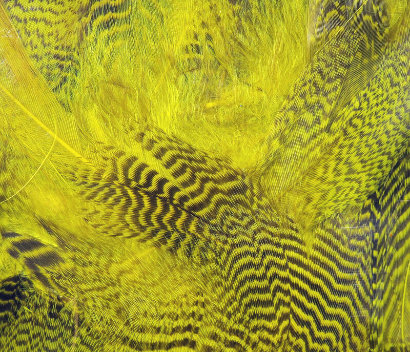 Hareline Dubbin Teal Flank Feathers - Yellow
