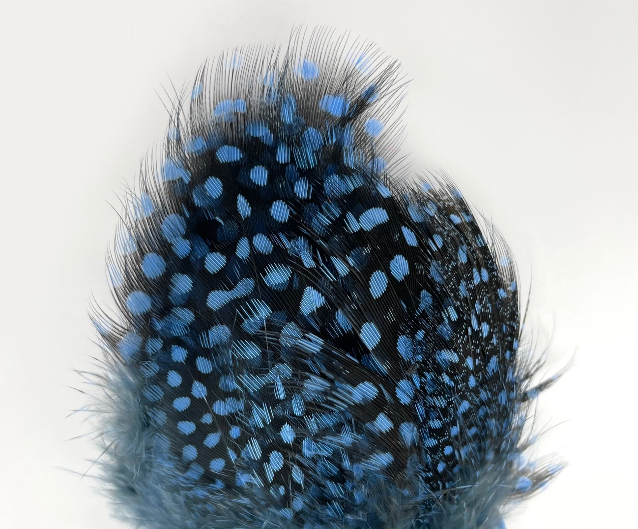 Fish Hunter Large Dot Guinea - Fl. Brilliant Blue (UV)