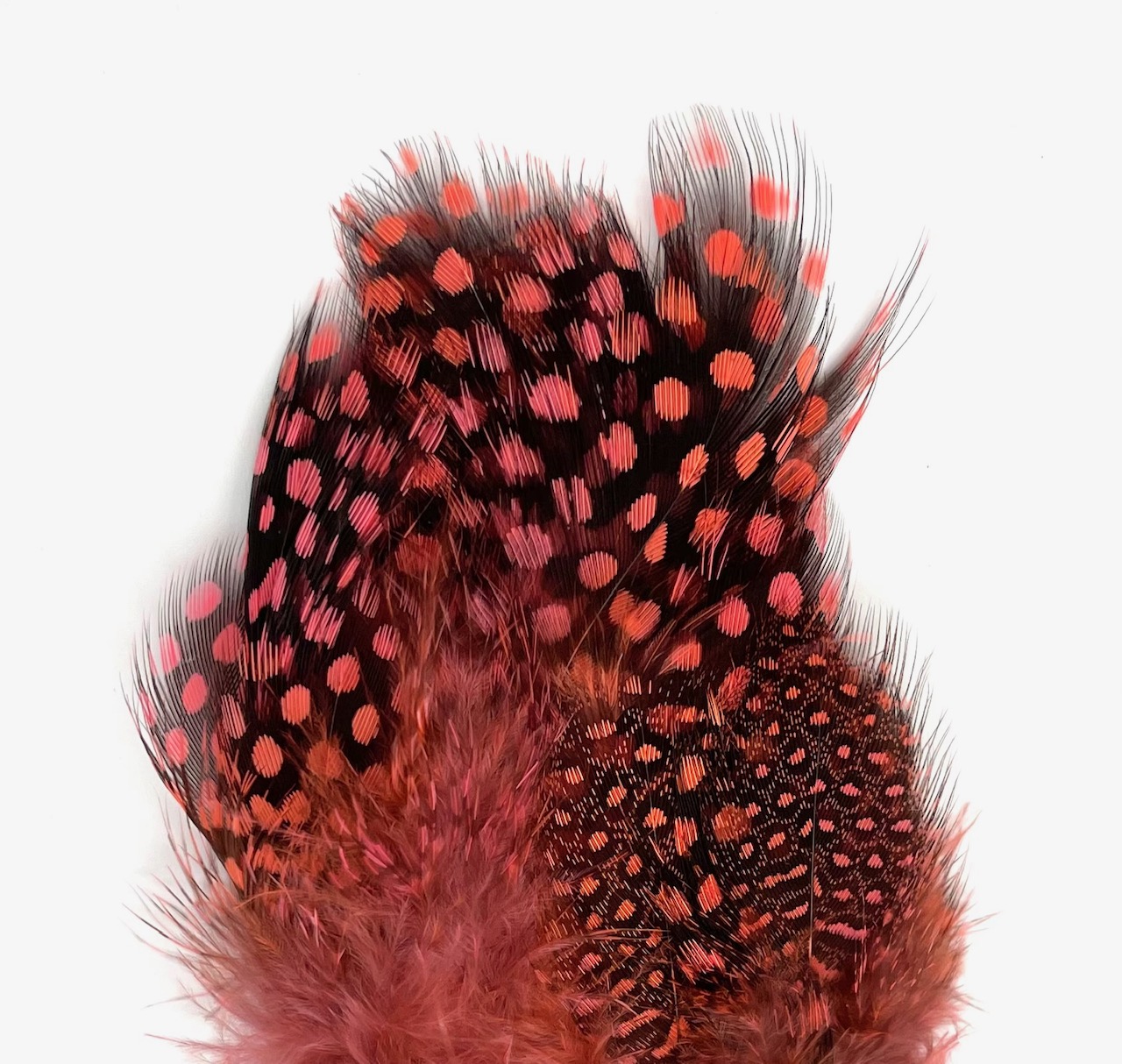 Fish Hunter Large Dot Guinea - Fl. Shrimp Pink (UV)